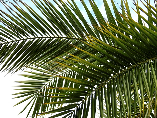 datlová palma